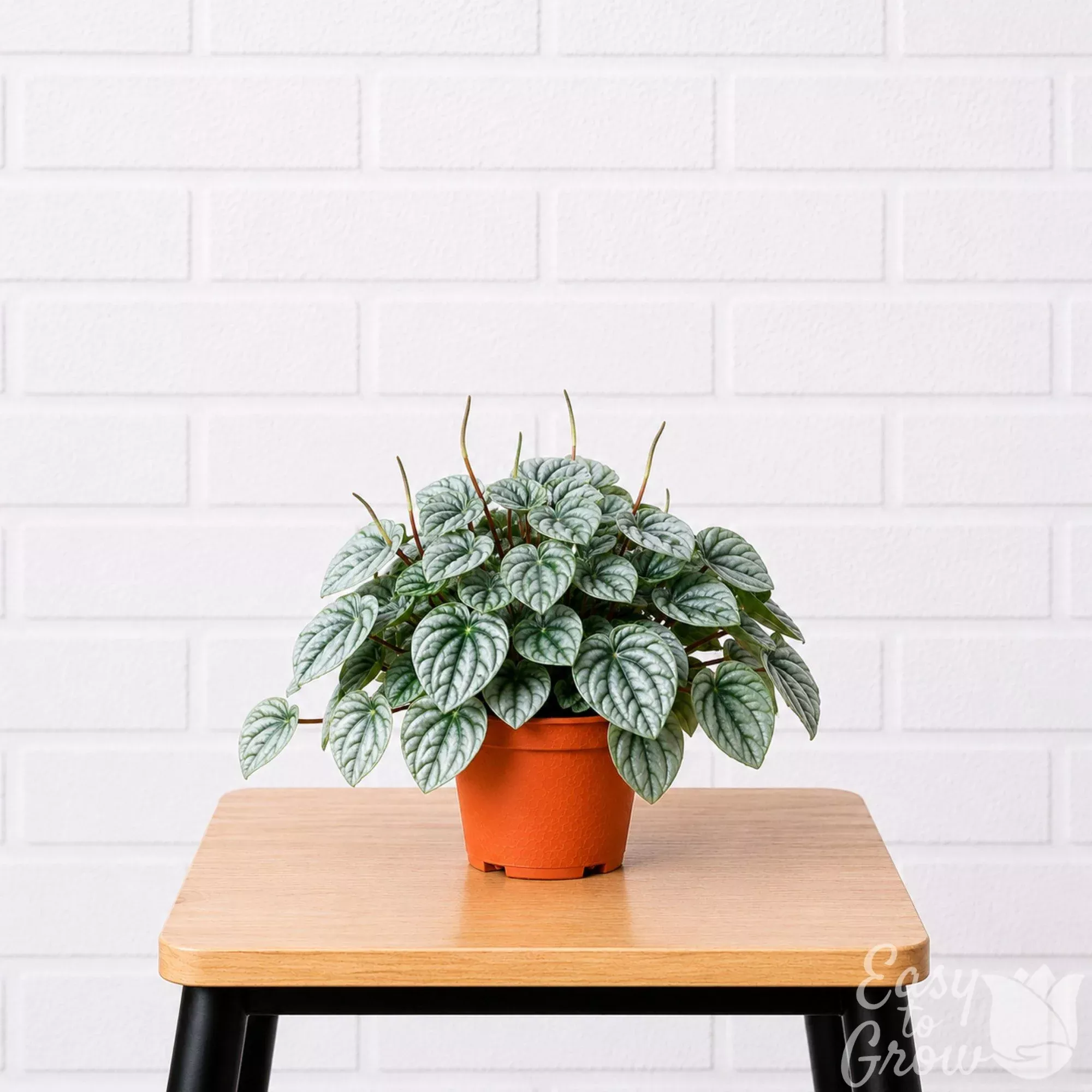 Peperomia Frost Potted Houseplant