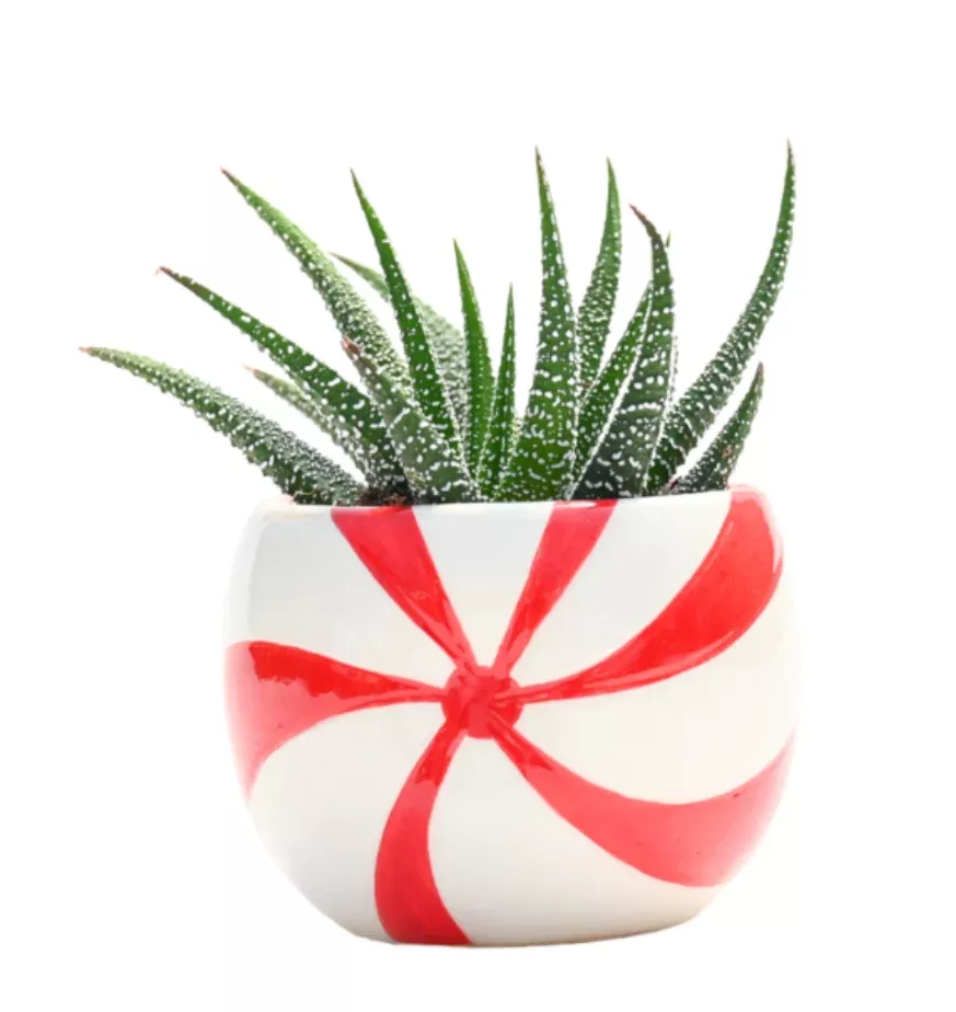 Peppermint Deco w/ Succulents