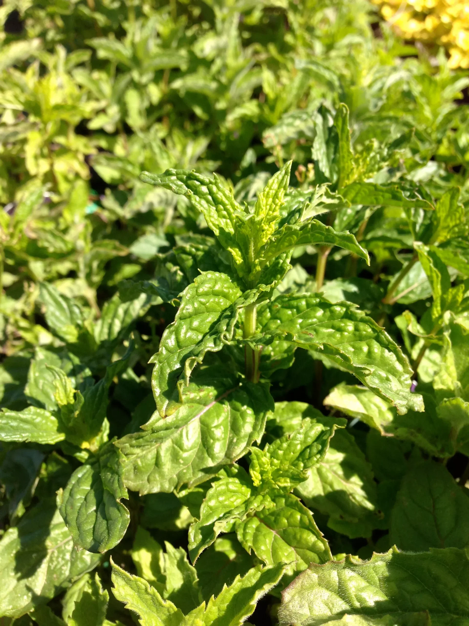 Peppermint