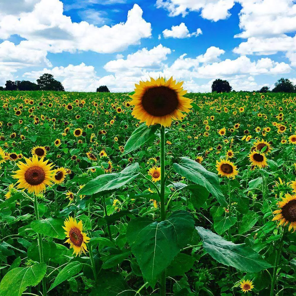 Peredovick Sunflower Seeds