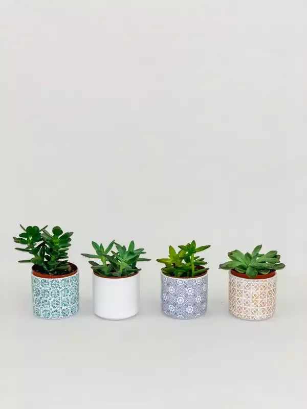 Perfect Little Slip Planter 3″