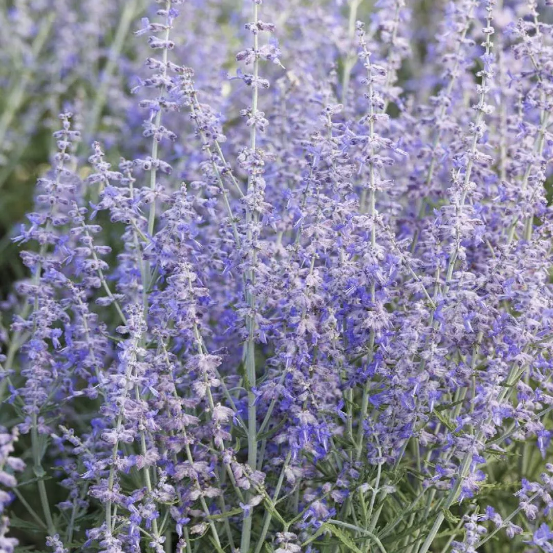 Perovskia 'Blue Jean Baby'