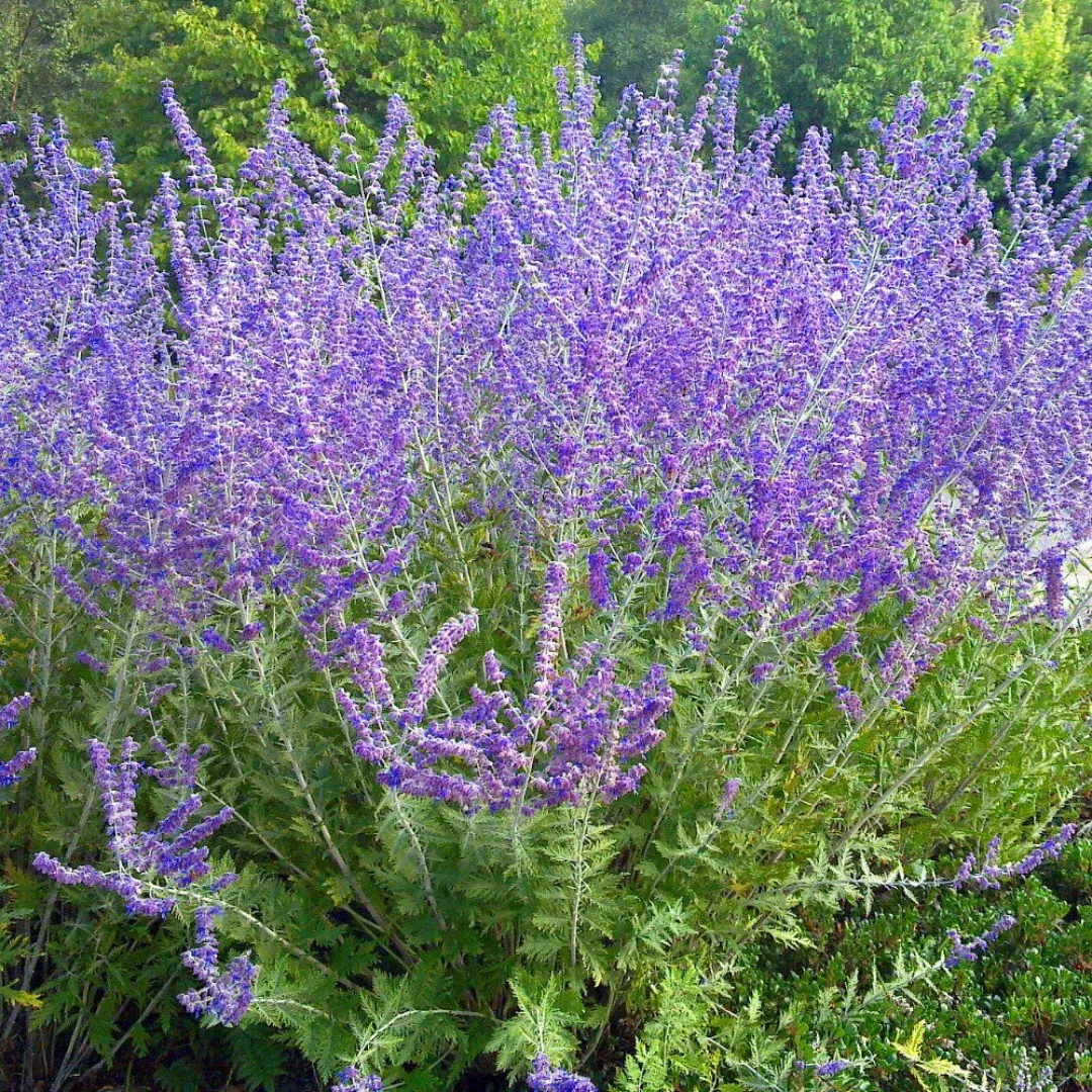 Perovskia 'Crazy Blue'