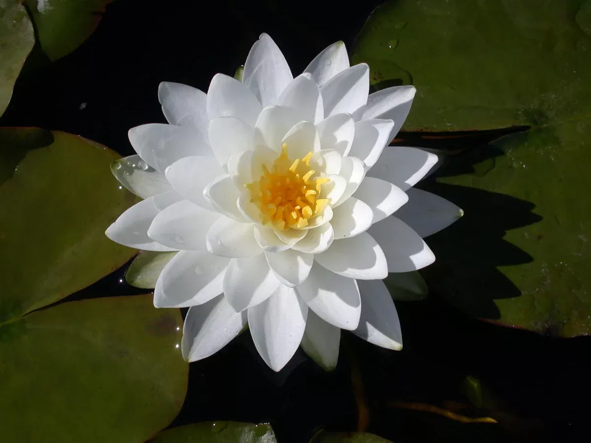 Perry's Double White - White Hardy Lily
