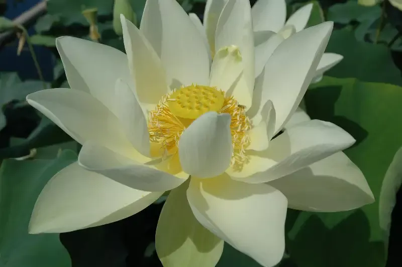 Perry's Giant Sunburst Lotus