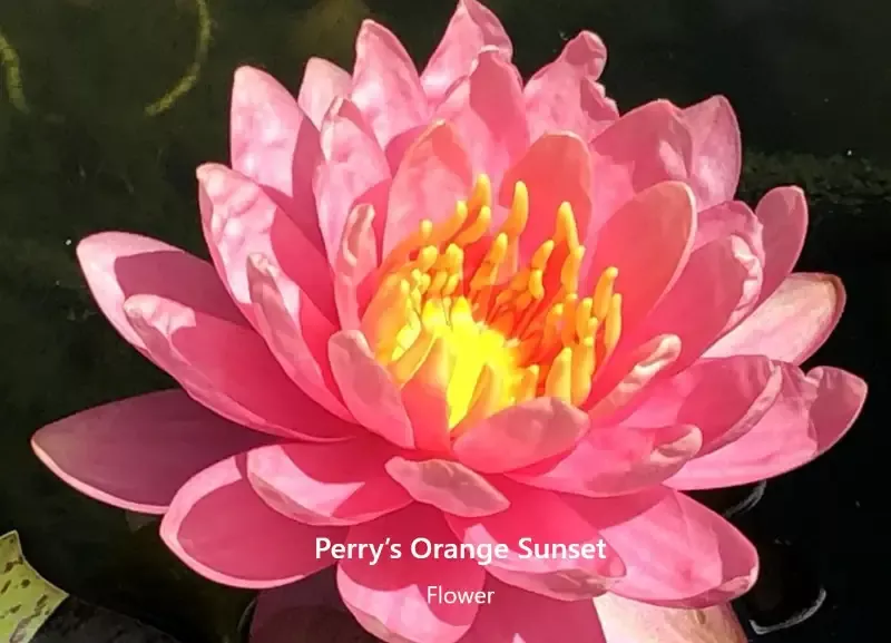 Perry's Orange Sunset