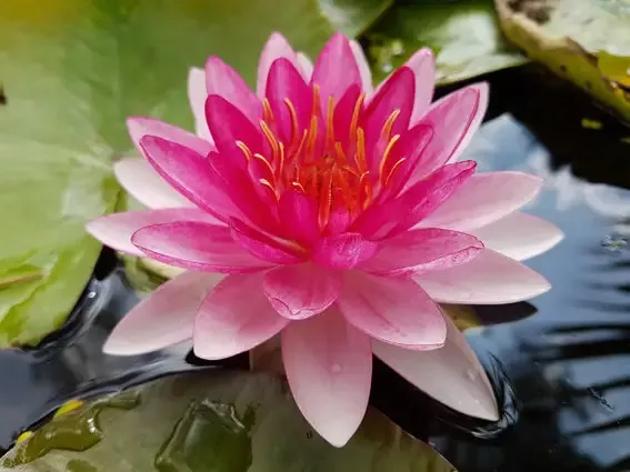 Perry's Super Red - Red Hardy Lily