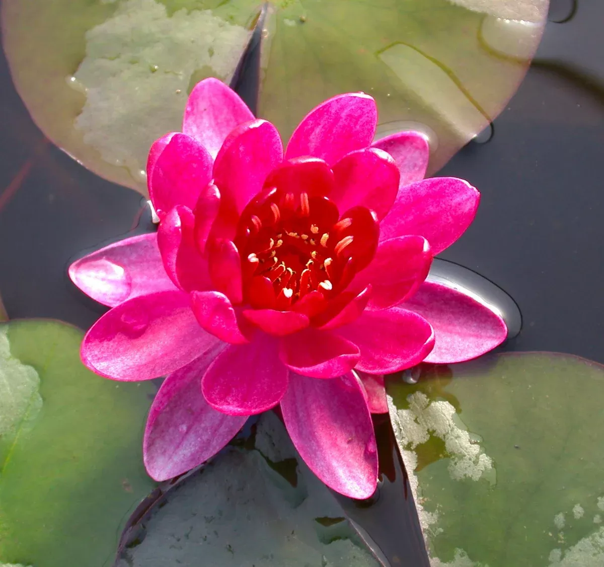 Perrys Baby - Red Hardy Lily