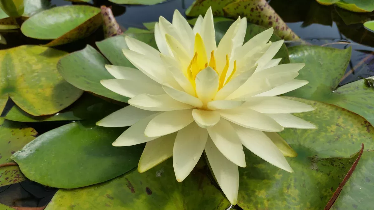 Perrys Double - Yellow Hardy Lily