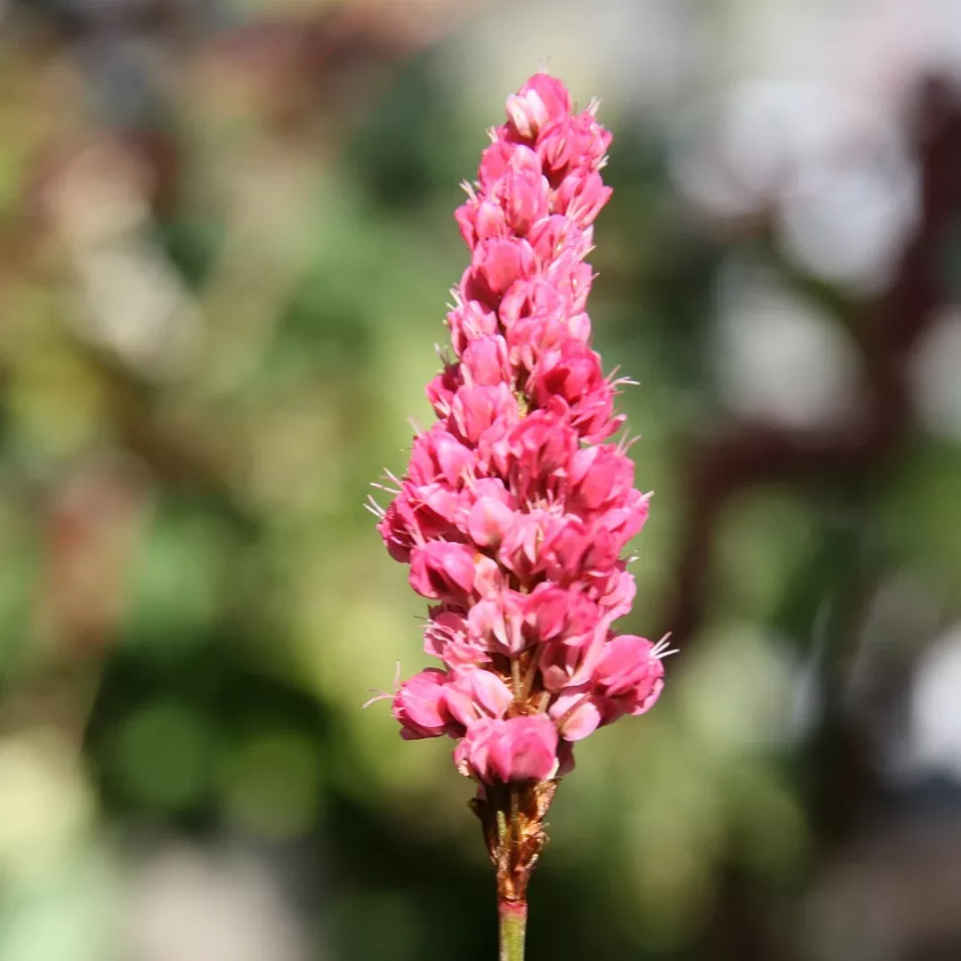 Persicaria 'Dimity'