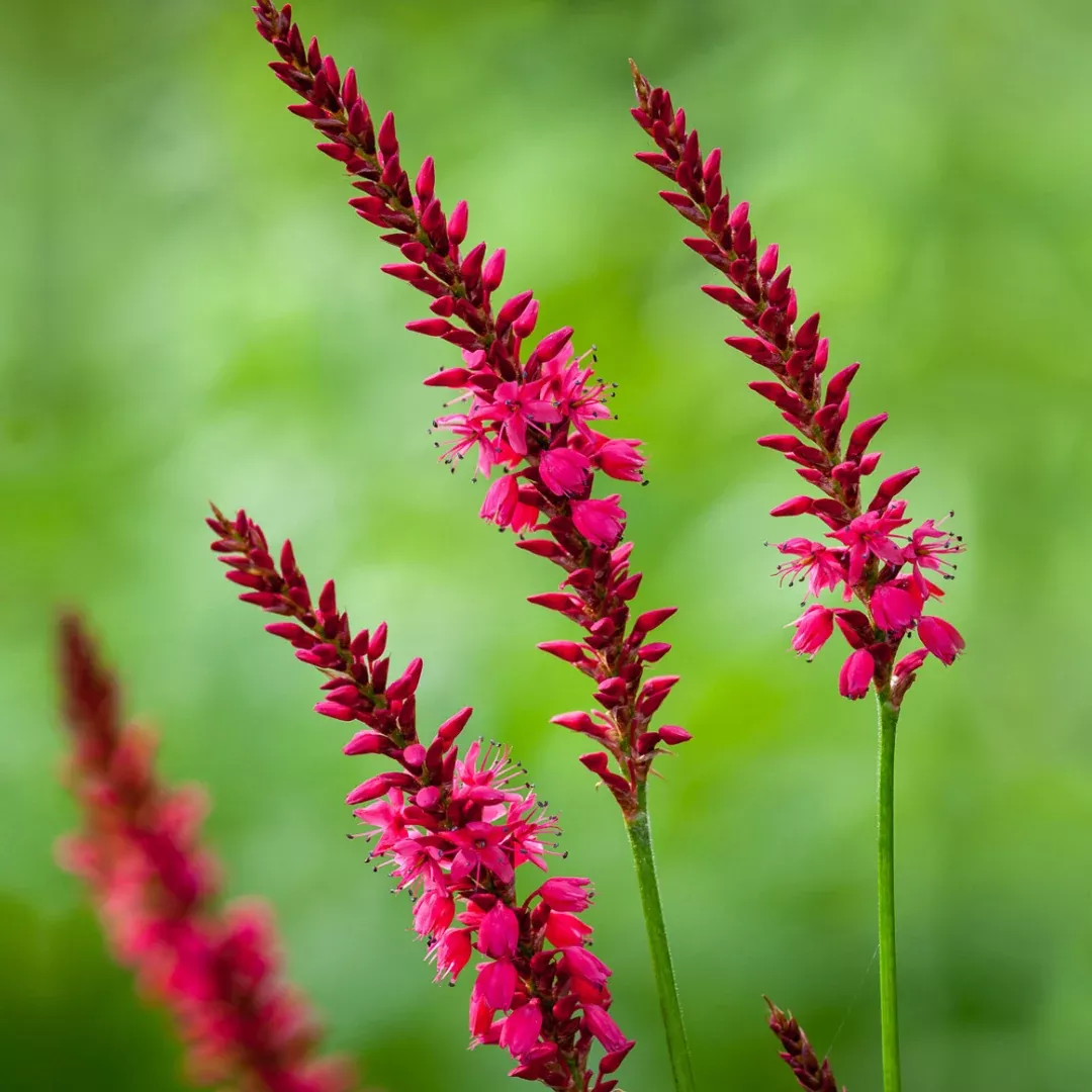 Persicaria 'Firetail'