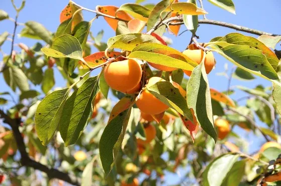 Persimmon (American), Early Golden, Bare Root