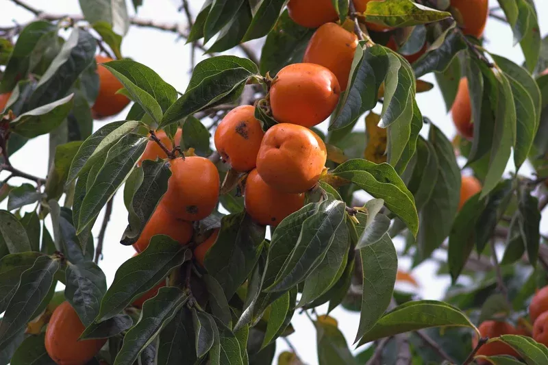 Persimmon Tree
