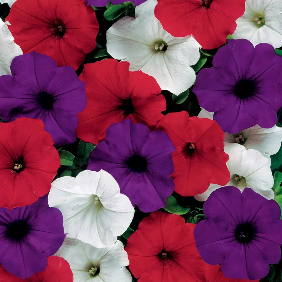 Petunia Easy Wave Hanging Baskets