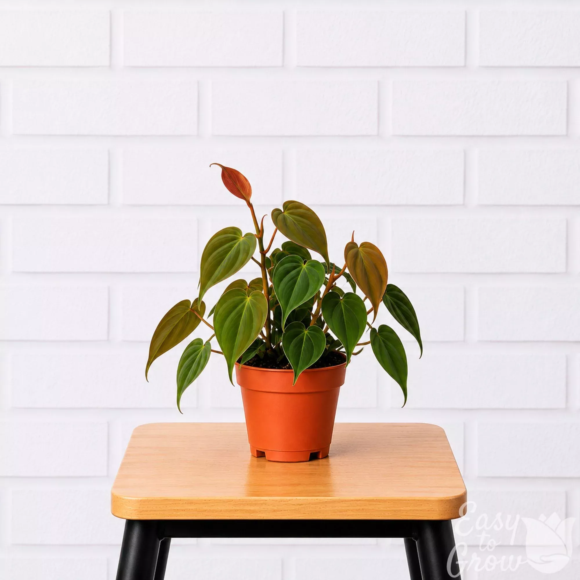 Philodendron Micans Potted Houseplant