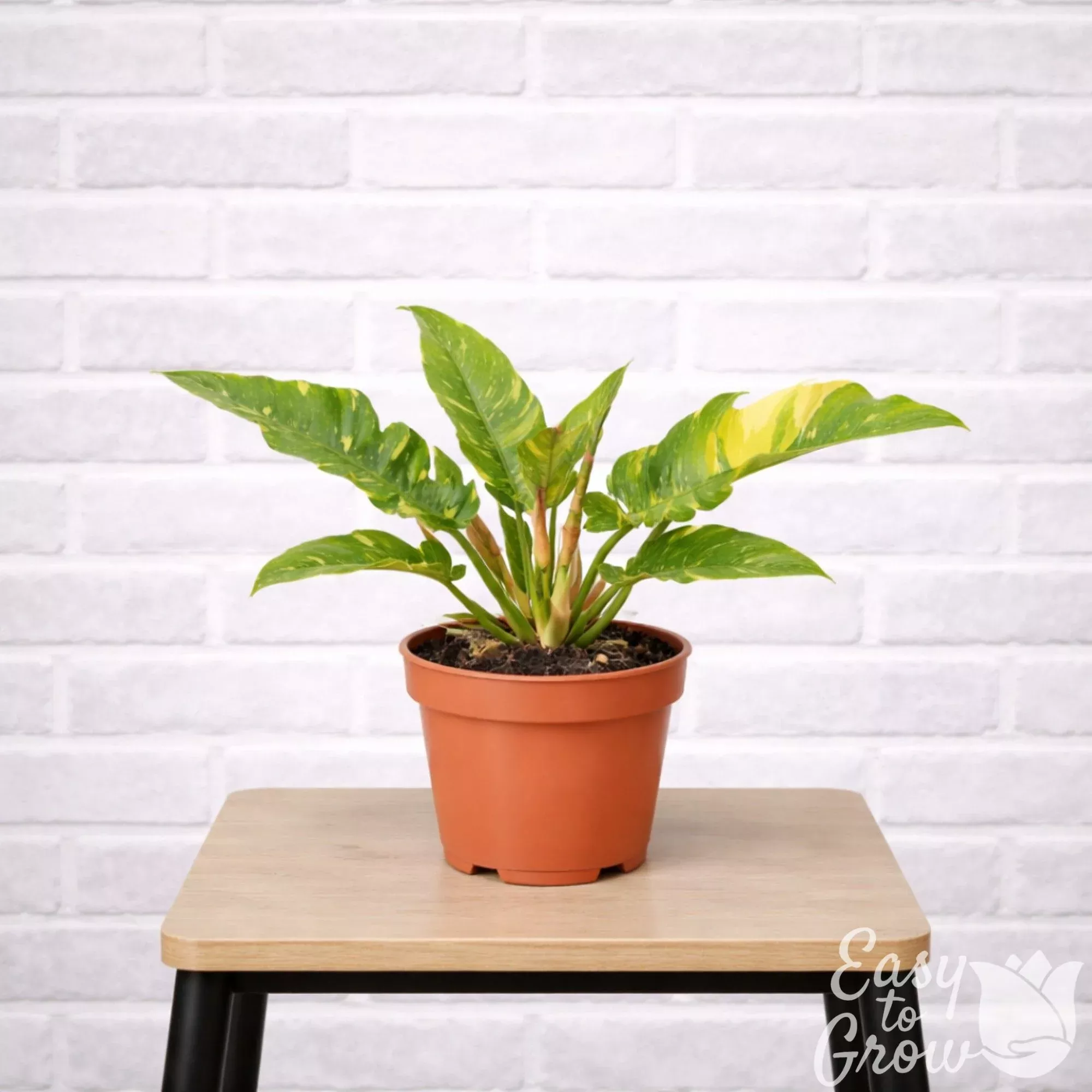 Philodendron Ring of Fire Houseplant