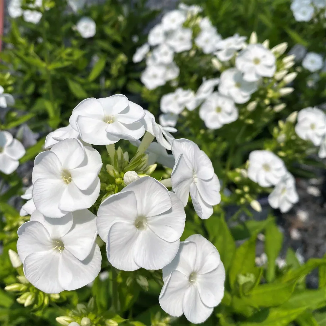 Phlox 'Backlight'