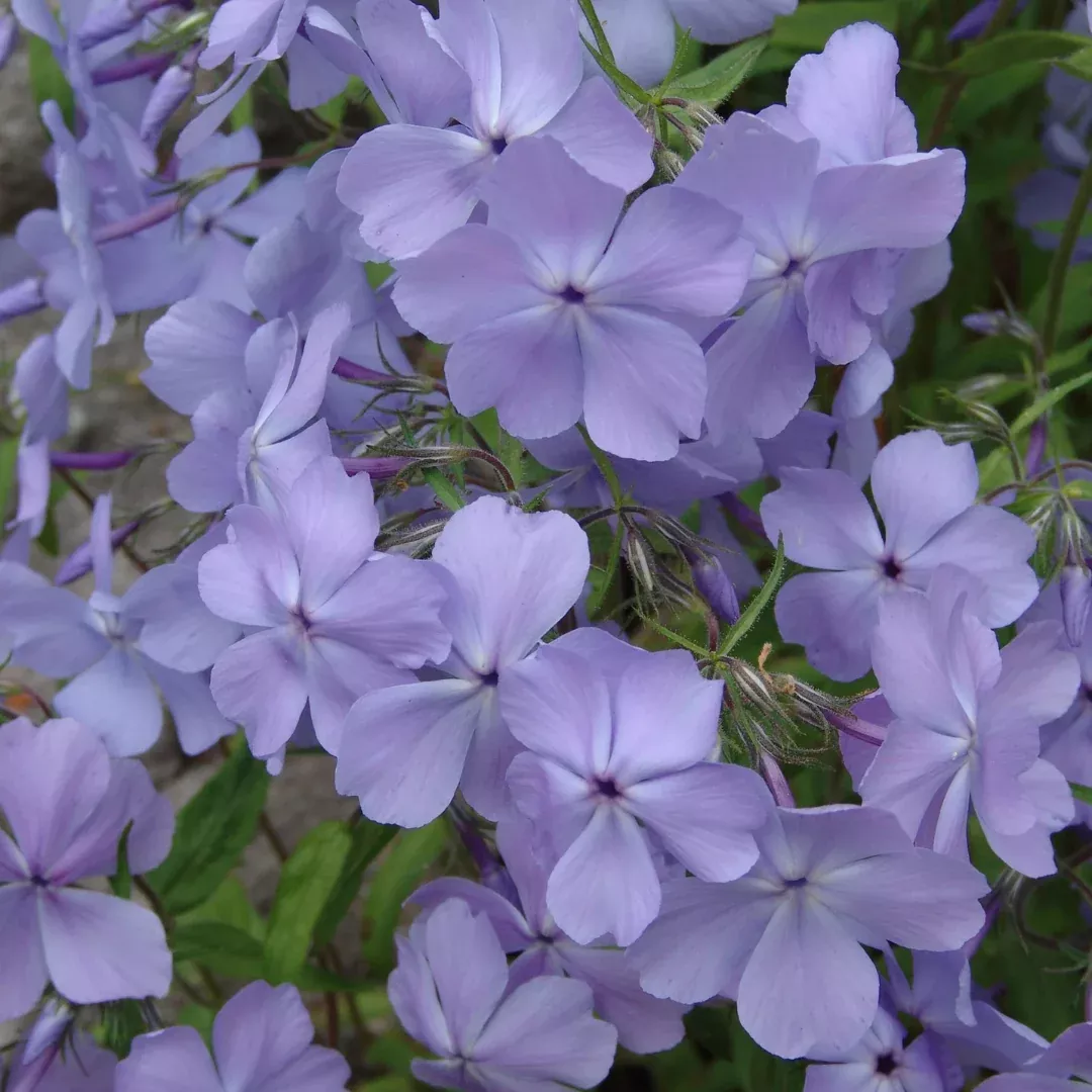 Phlox divaricata