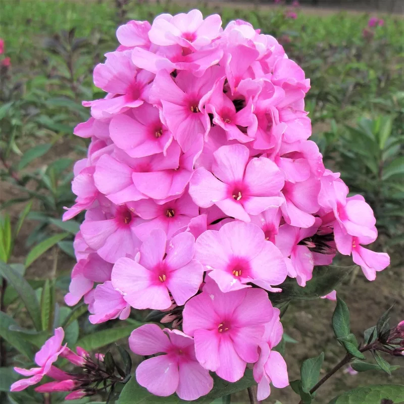 Phlox - Eva Cullum