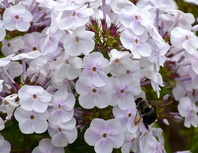 Phlox 'Fashionably Early Crystal'