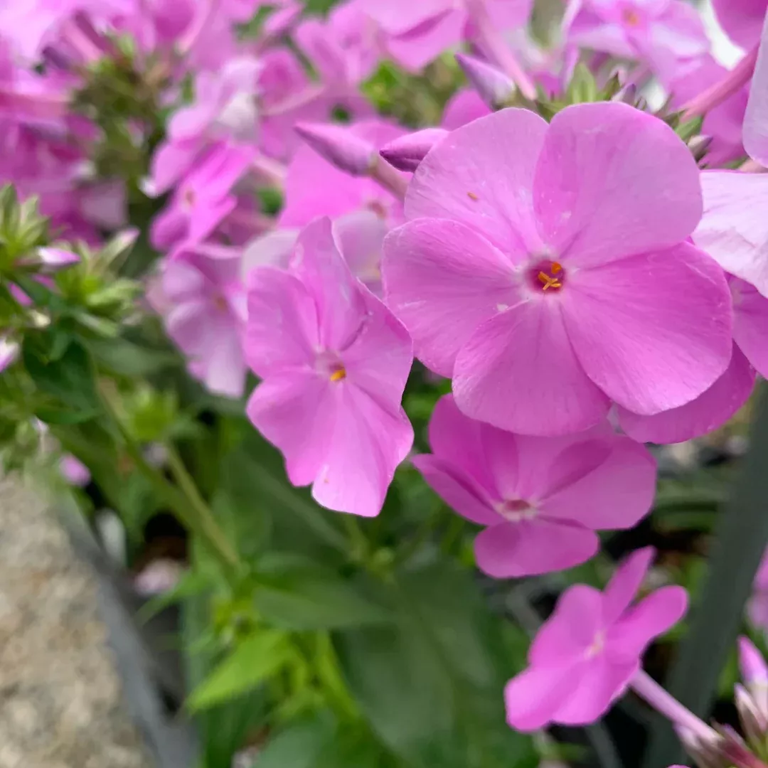 Phlox 'Fashionably Early Princess'