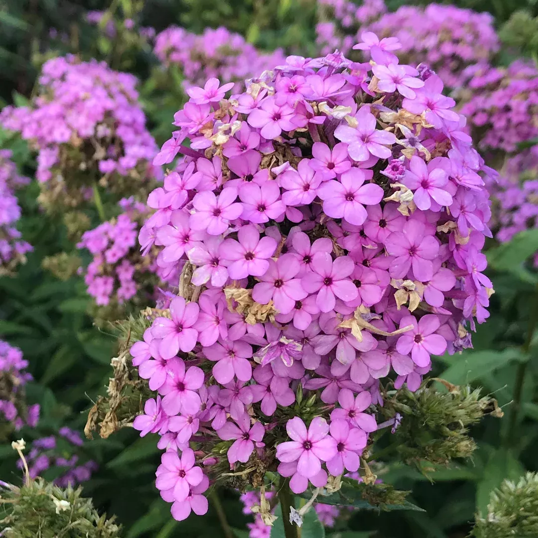 Phlox 'Jeana'