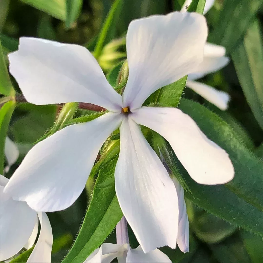 Phlox 'Maybreeze'