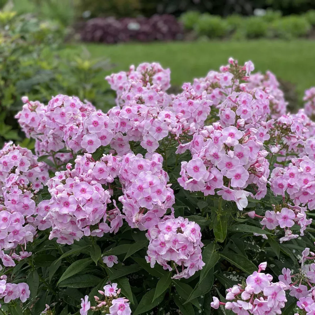 Phlox 'Opalescence'