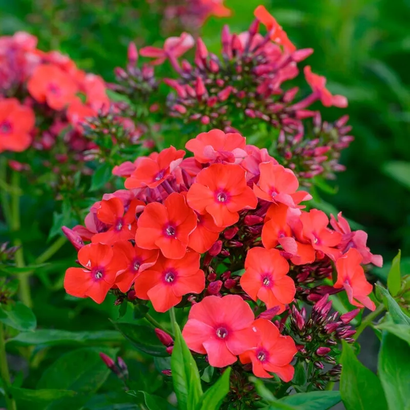 Phlox - Orange Perfection