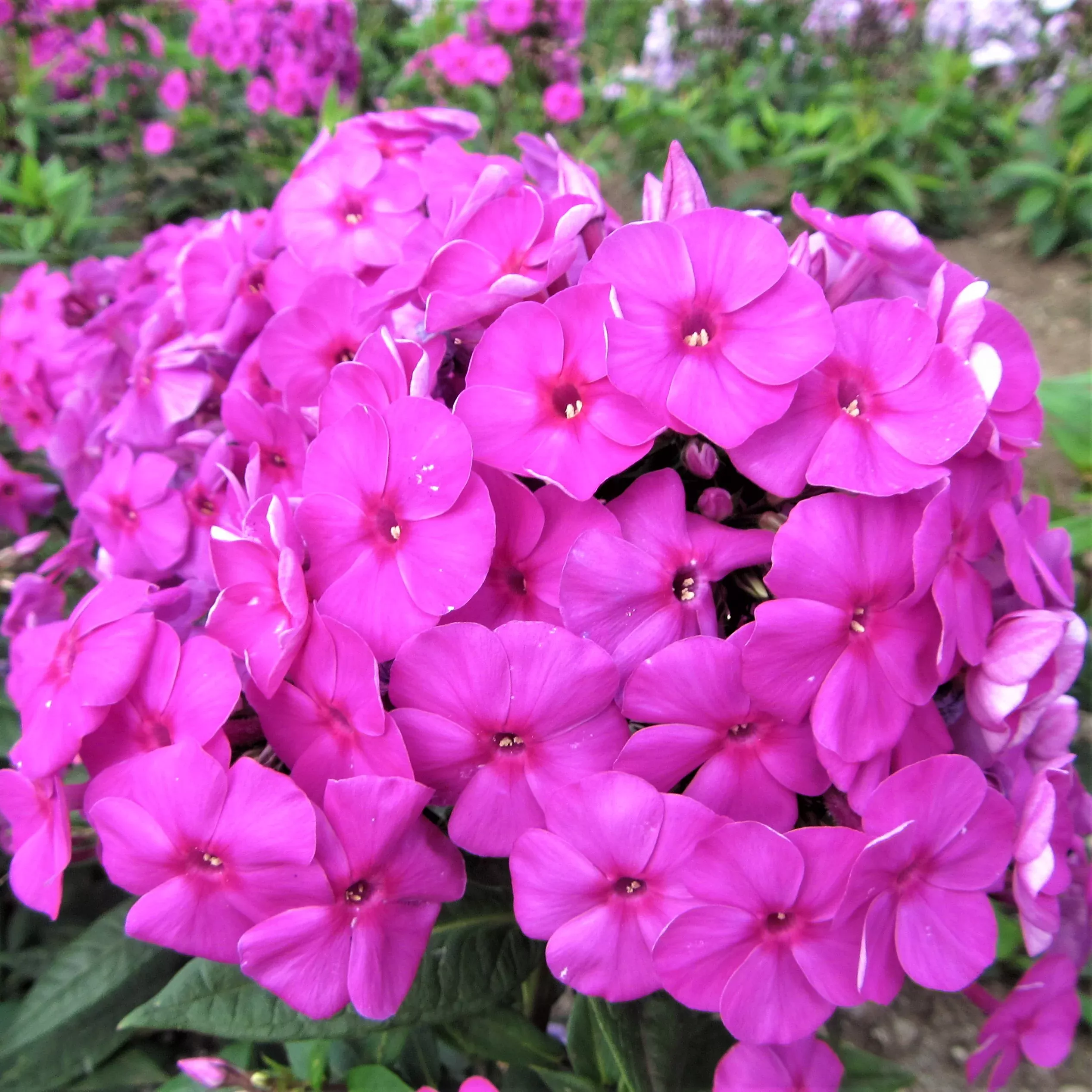 Phlox - Purple Flame