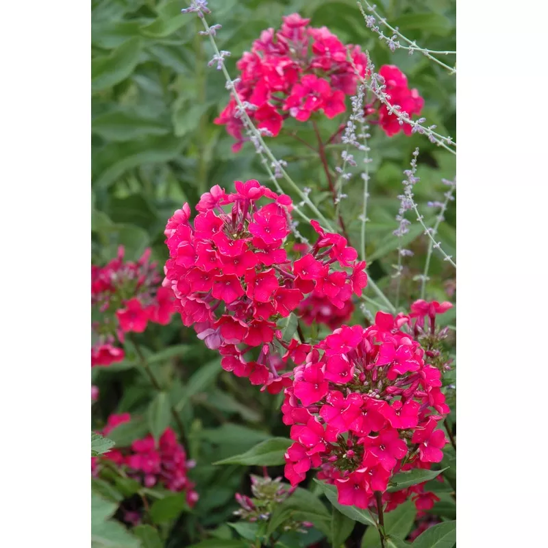 Phlox - Starfire