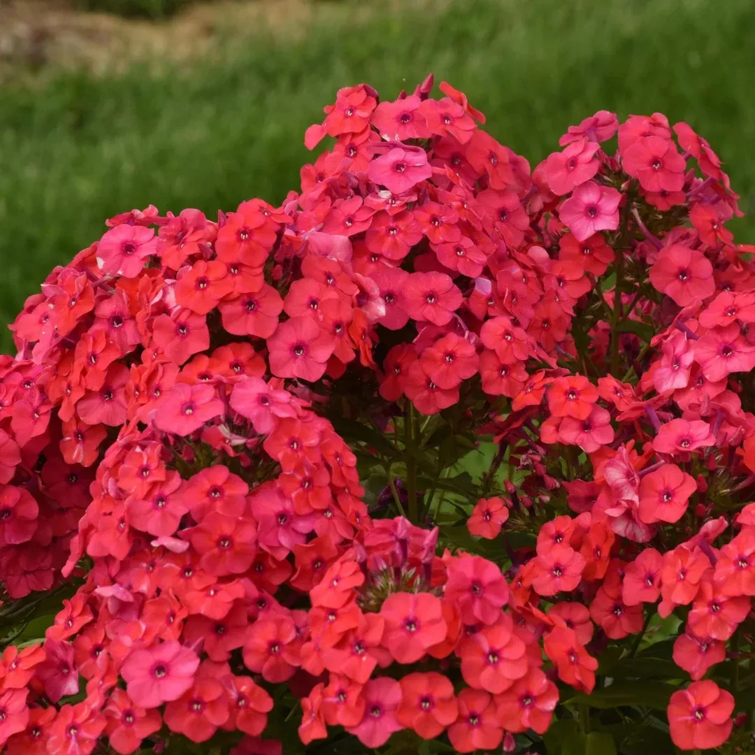 Phlox 'Sunset Coral'