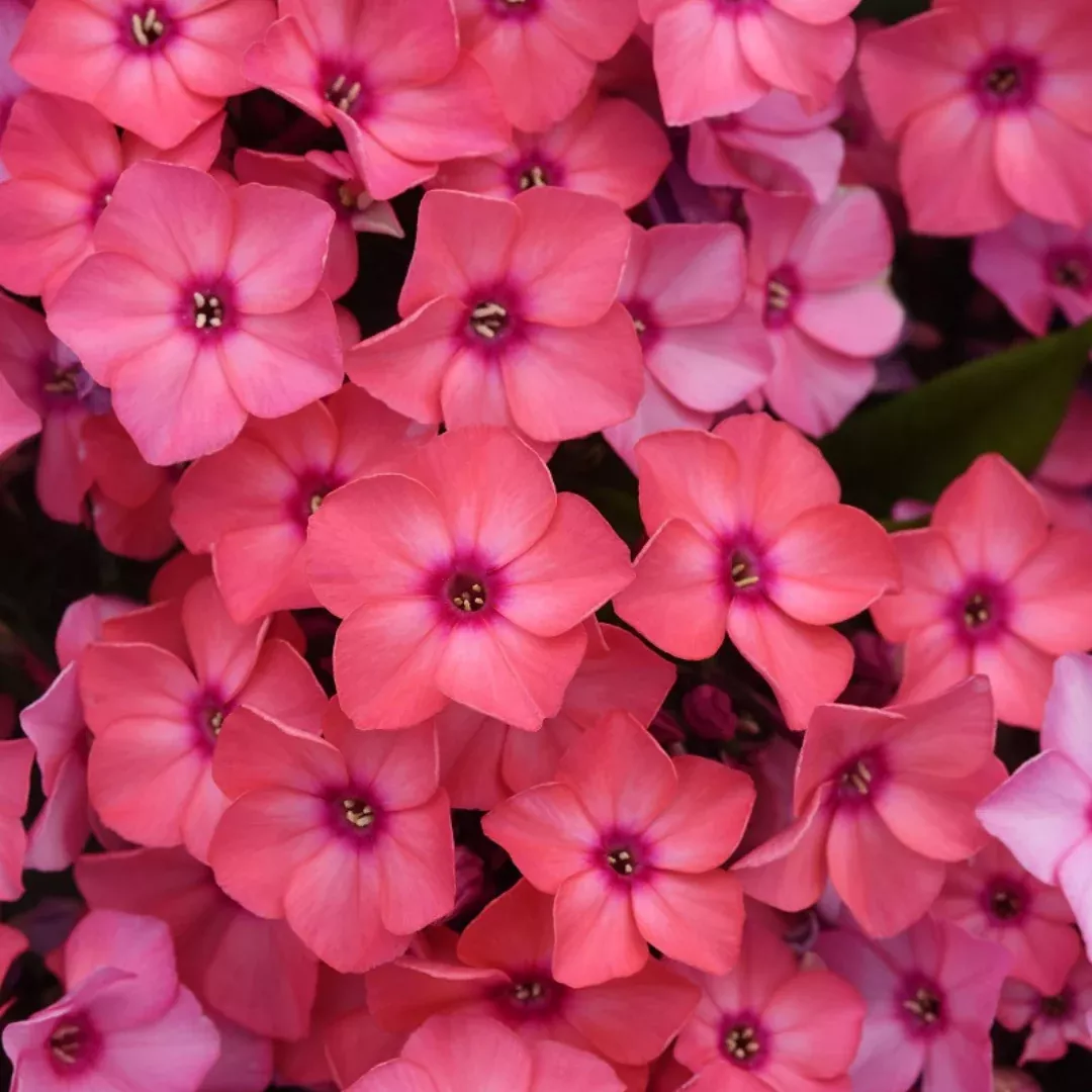 Phlox 'Super Ka-Pow Coral'