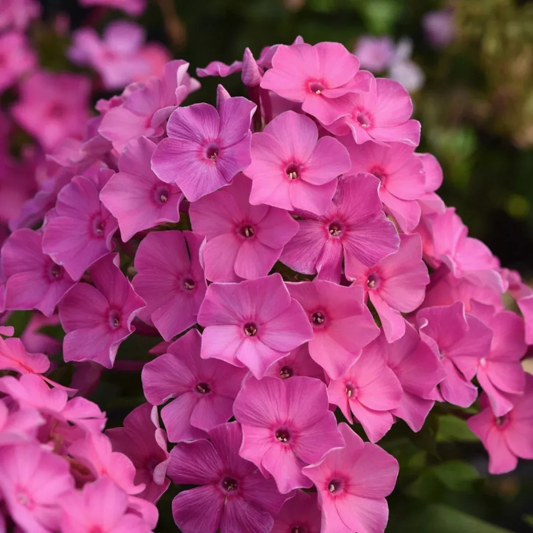 Phlox 'Super Ka-Pow Pink'