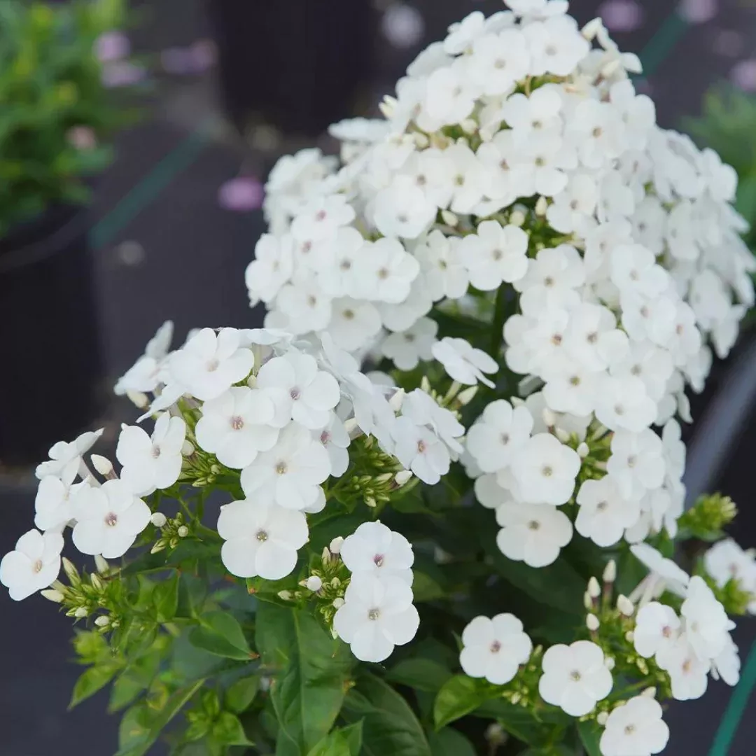Phlox 'Super Ka-Pow White'