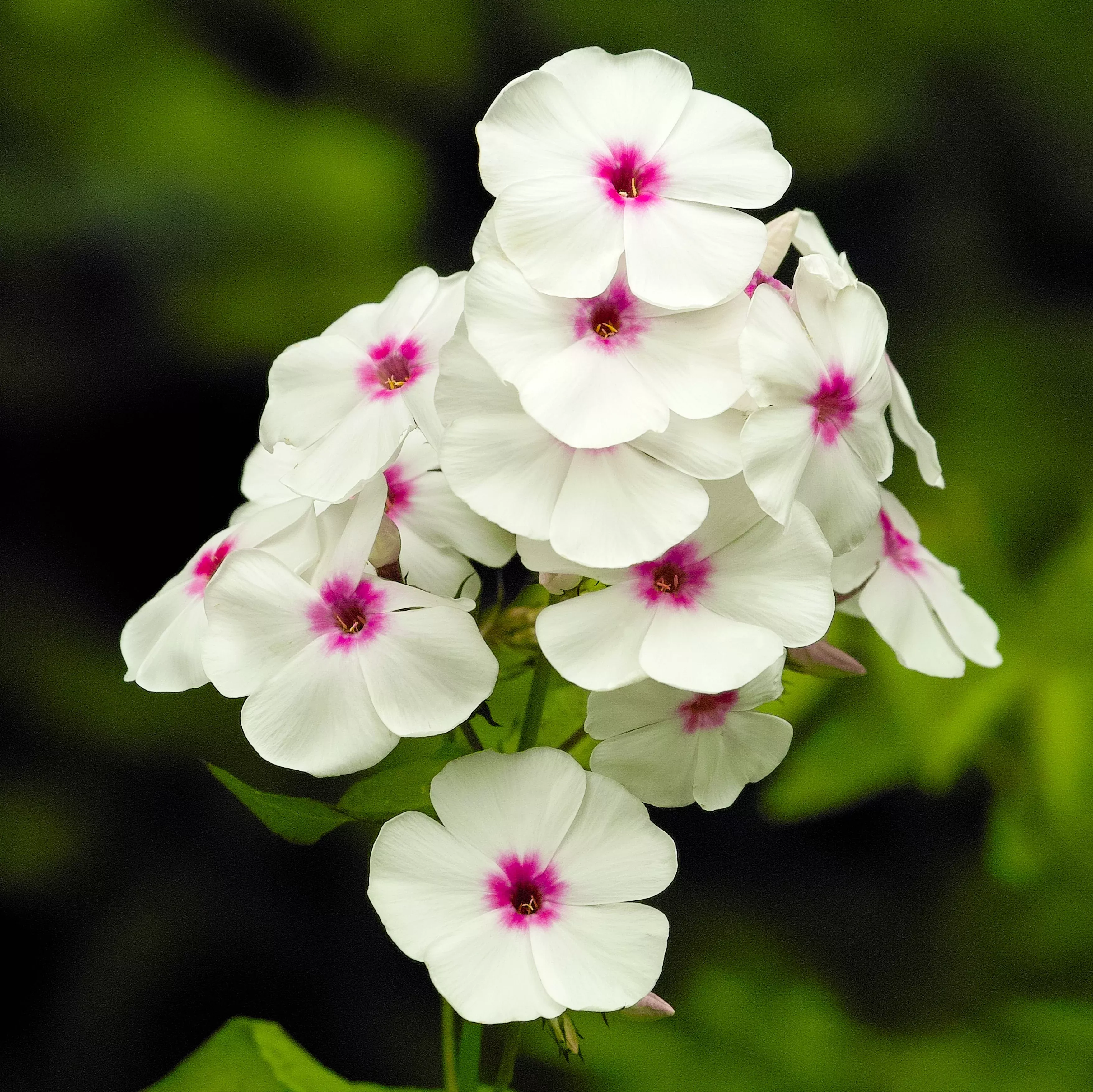 Phlox - White w/Red Eye Flame
