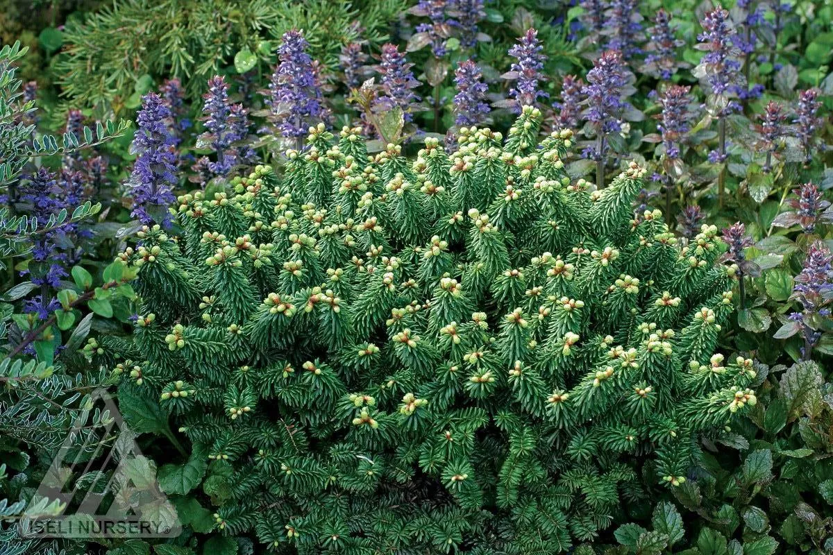 Piccolo Dwarf Balsam Fir