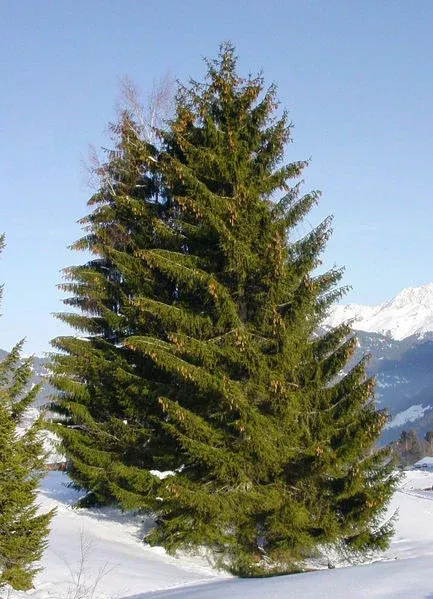 Picea abies 5'