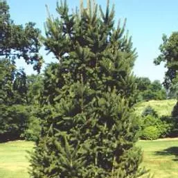 Picea abies cupressina 7'