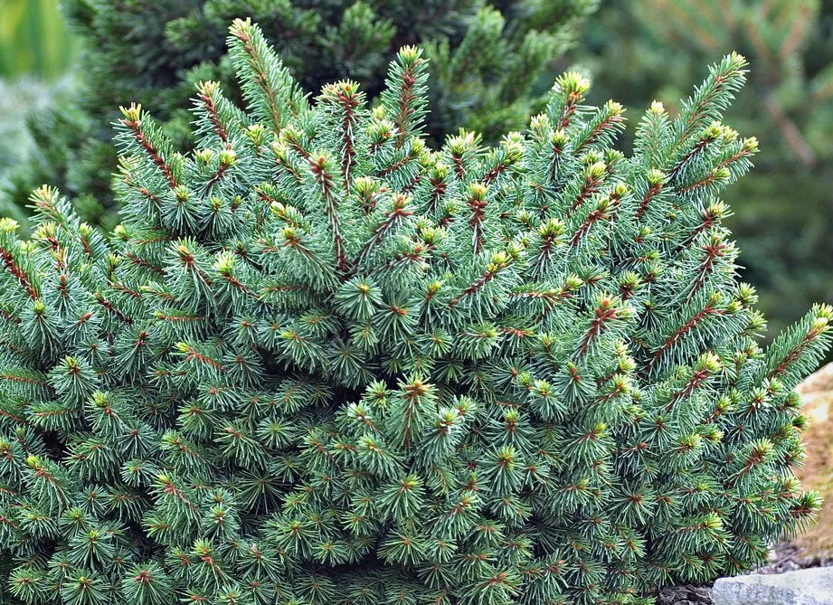 Picea abies Lanham's Beehive #3