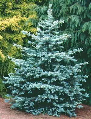 Picea pun glauca 5'
