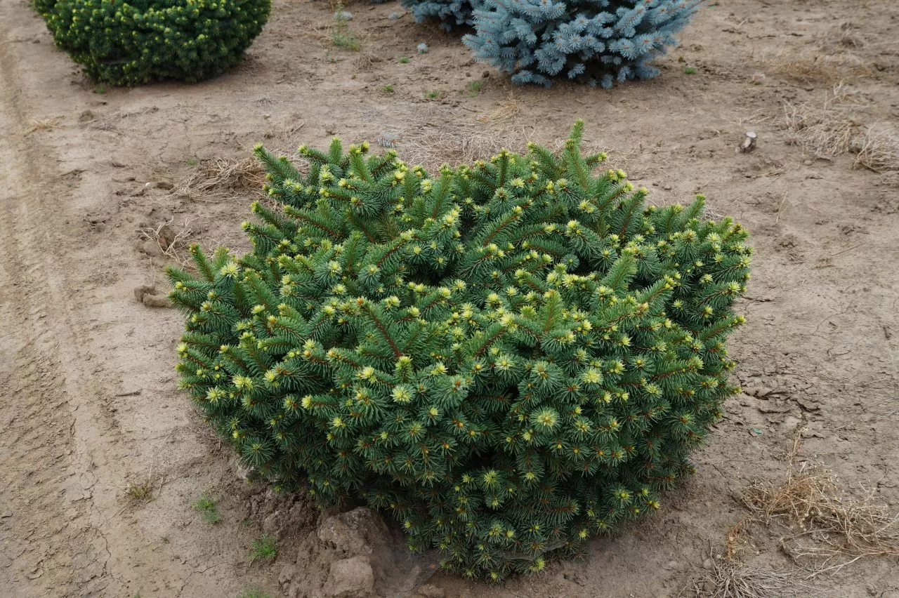 Picea pun Mrs Cesarini #6