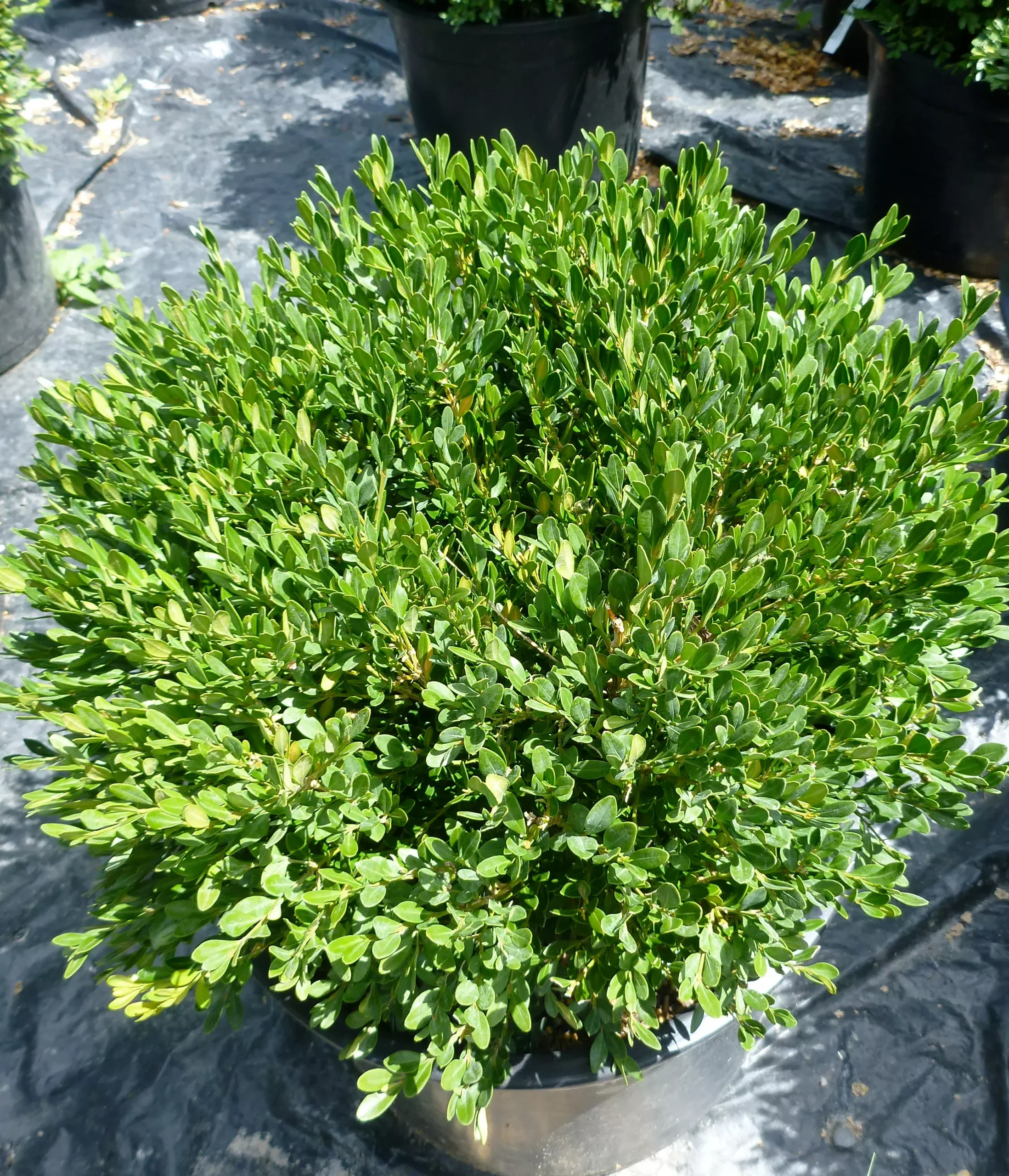 Pincushion Boxwood