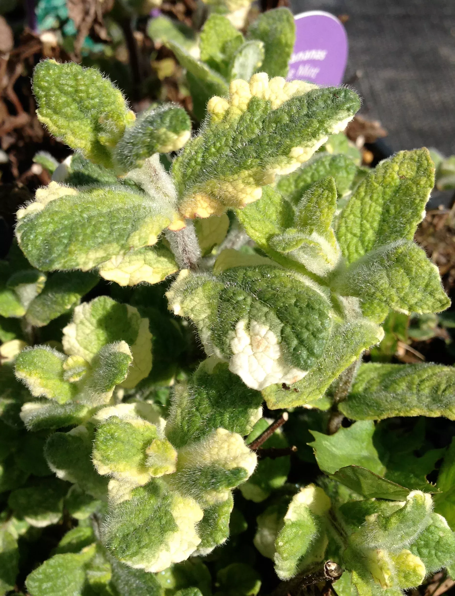 Pineapple Mint