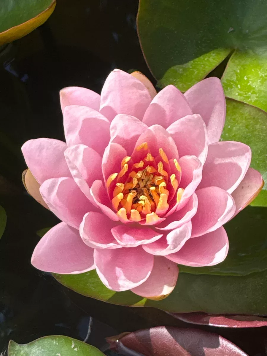 Pink Beauty