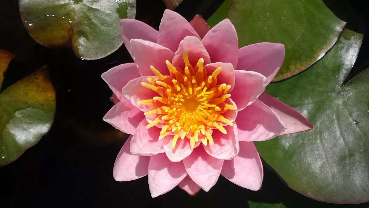 Pink Delight - Hardy Lily