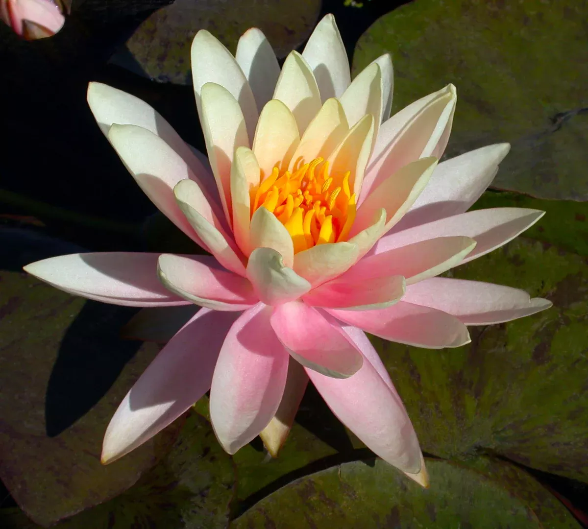 Pink Grapefruit - Pink Hardy Lily
