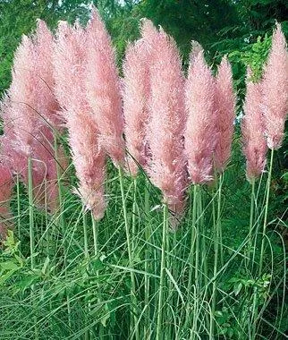Pink Pampas Grass