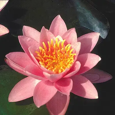 Pink Sensation - Pink Hardy Lily