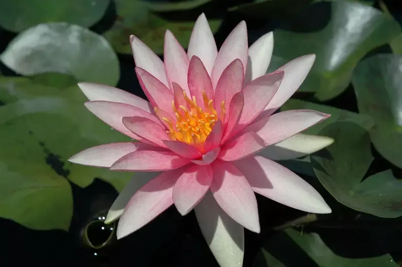 Pink Sparkle - Hardy Lily